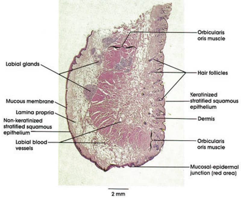 กายวิภาคบริเวณริมฝีปาก