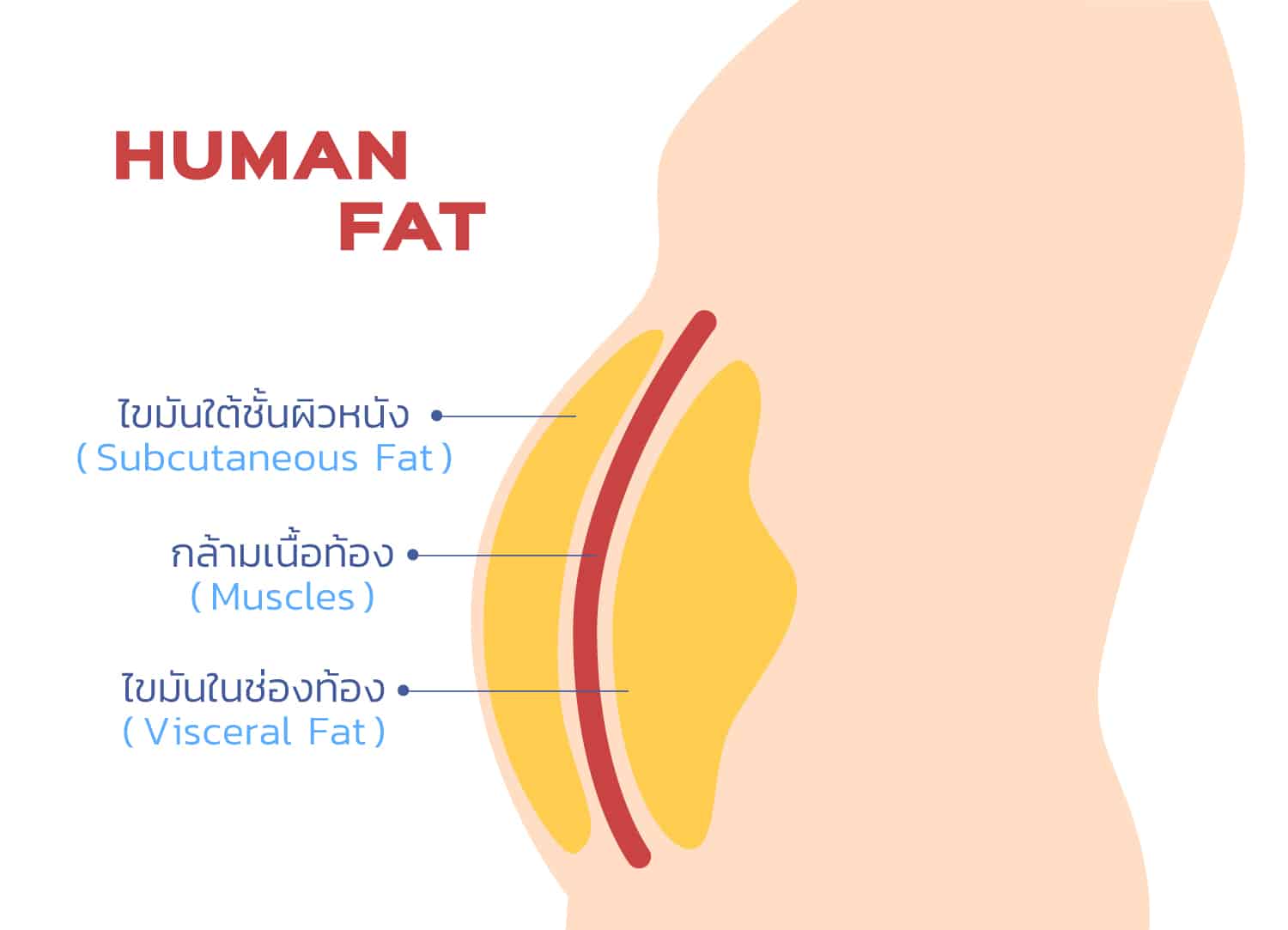 ไขมันช่องท้องแต่ละชั้น