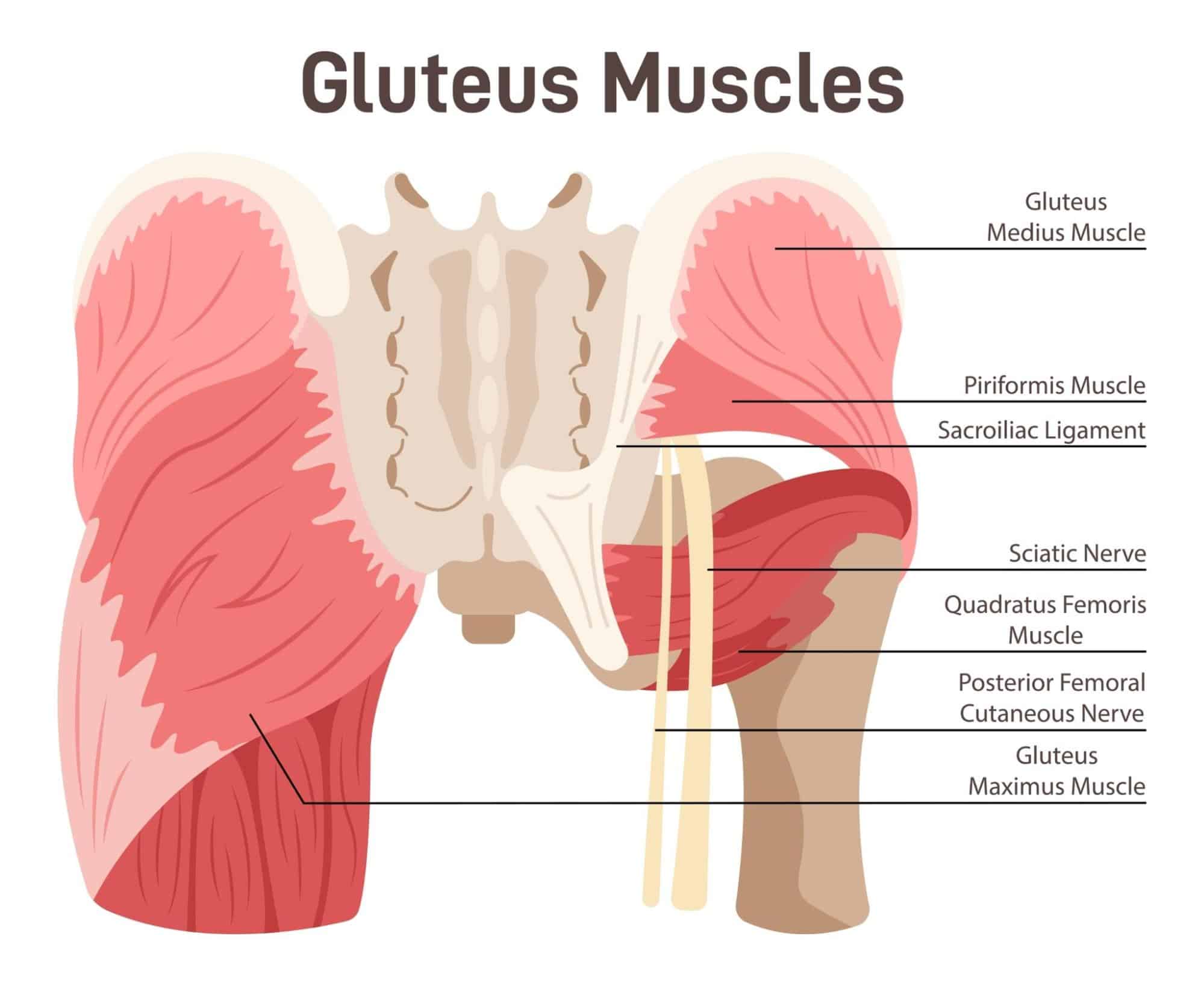 กล้ามเนื้อ Glutes