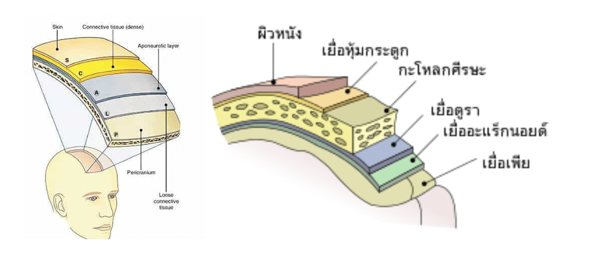 กายวิภาคหน้าผาก