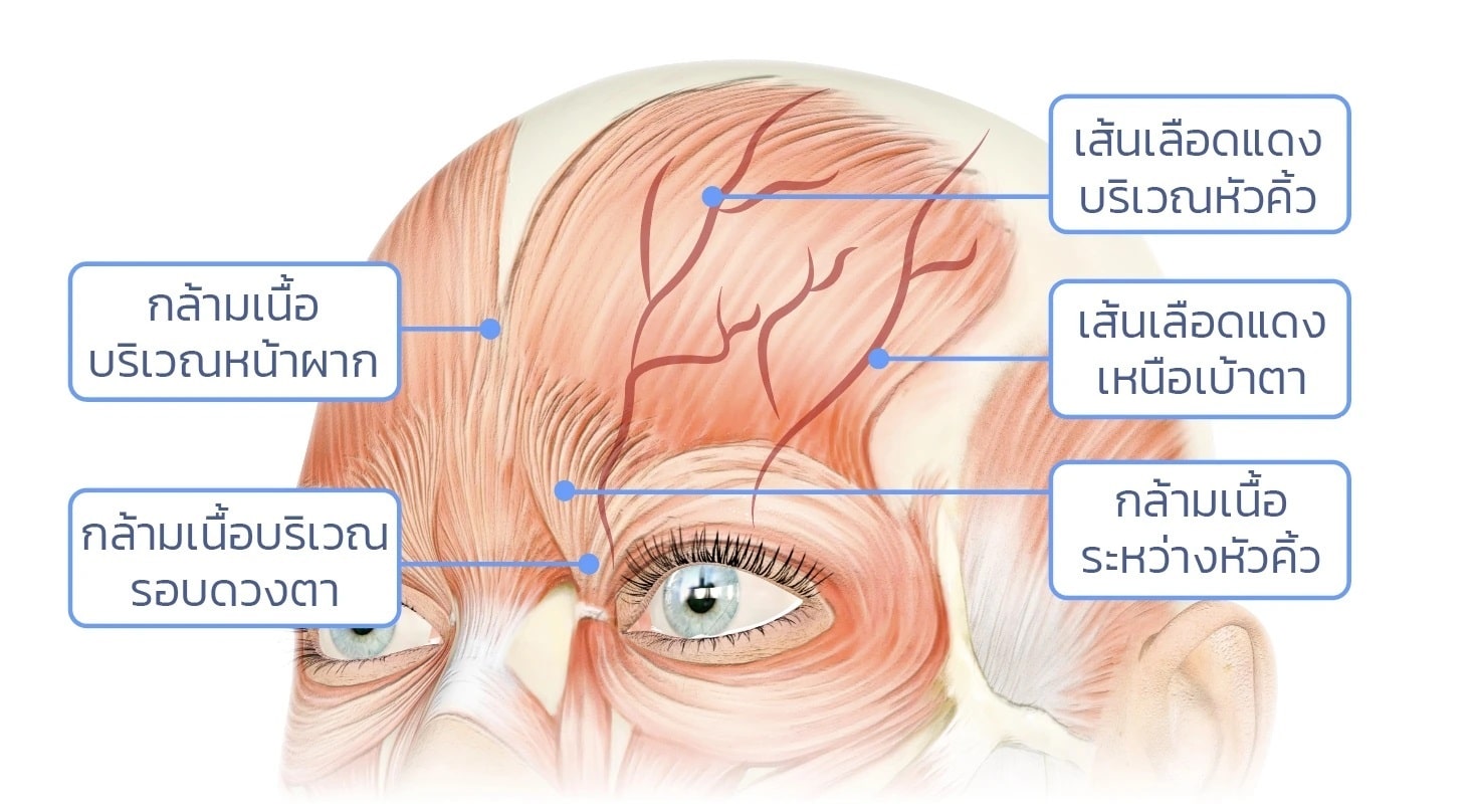 เส้นเลือดบริเวณหน้าผาก